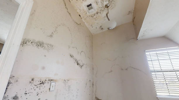 Best Attic Mold Removal  in Ashville, AL