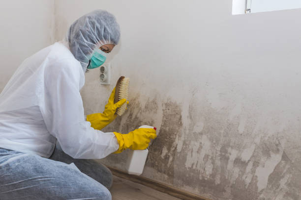 Mold Remediation for Vacation Homes in Ashville, AL