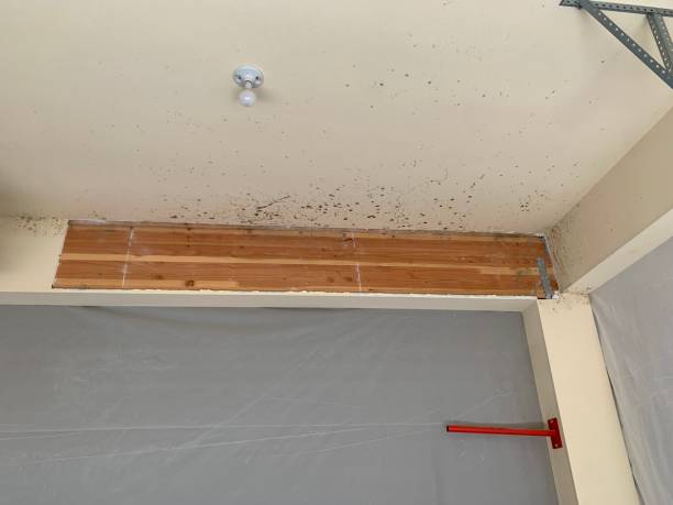 Reliable Ashville, AL Mold Removal Solutions