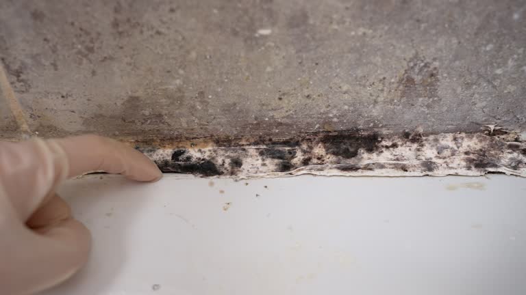 Best Asbestos and Lead Testing During Mold Inspection  in Ashville, AL