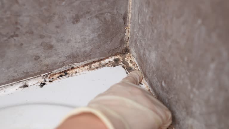 Dehumidification Services in Ashville, AL